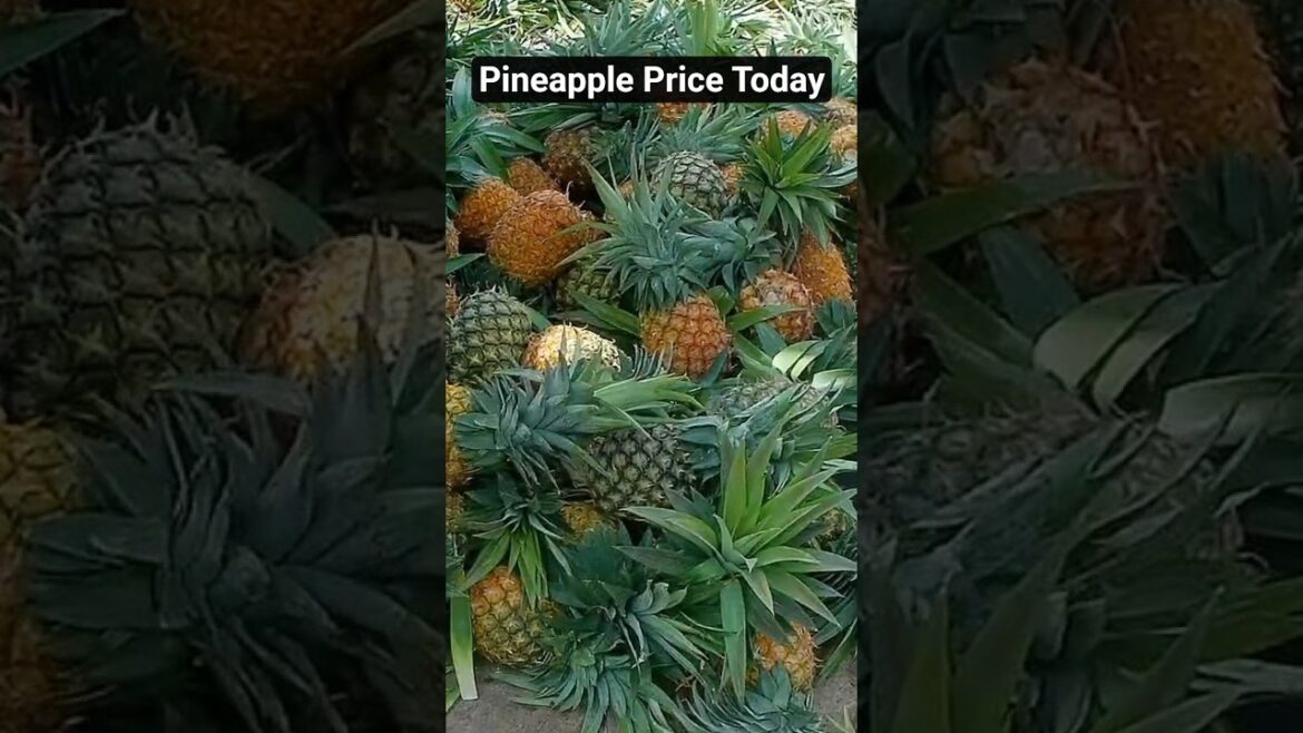#pineapplejuice #fruitsbusiness.#fruits #pineapplejuice #fruitsbusiness.#fruits