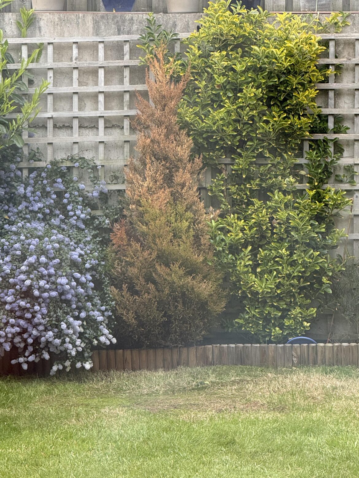 Can I do anything to restore the conifer in the middle? Or is it as good as dead?