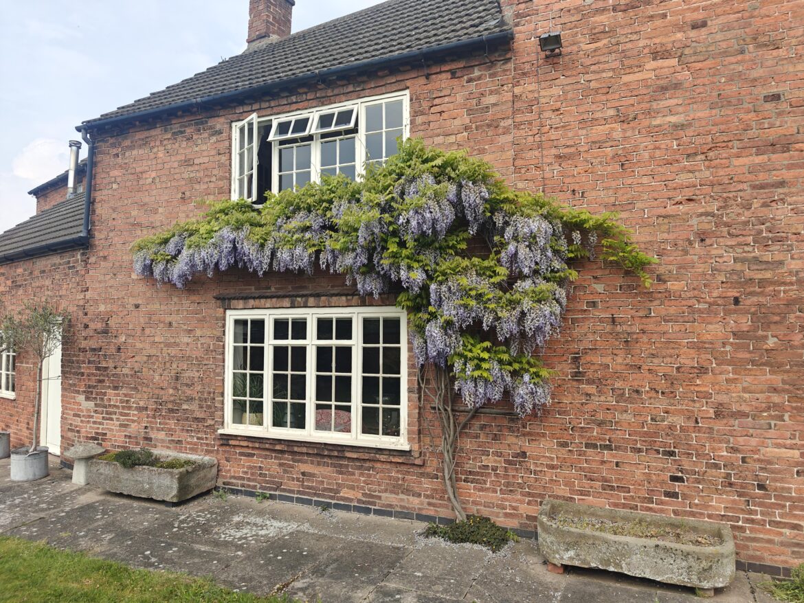Jumping on the wisteria bandwagon.