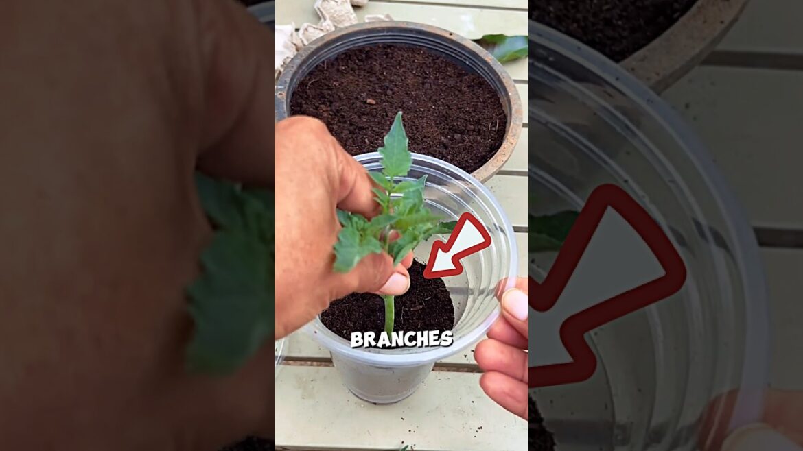 Tomato seedling preparation in a cup🥤🤯#shots Tomato seedling preparation in a cup🥤🤯#shots