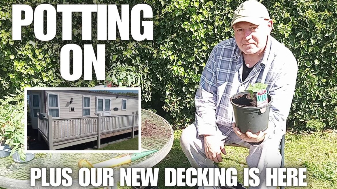Potting On Peppers Cucumbers & Tomatoes Plus New Decking [Container Gardening ]