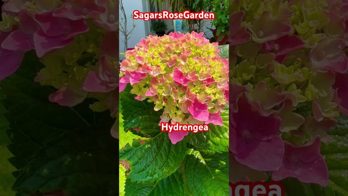 Hydrangea flower #dutch #rose #davidaustinroses #rosé #gardening #reels #shorts #viral #india Hydrangea flower #dutch #rose #davidaustinroses #rosé #gardening #reels #shorts #viral #india