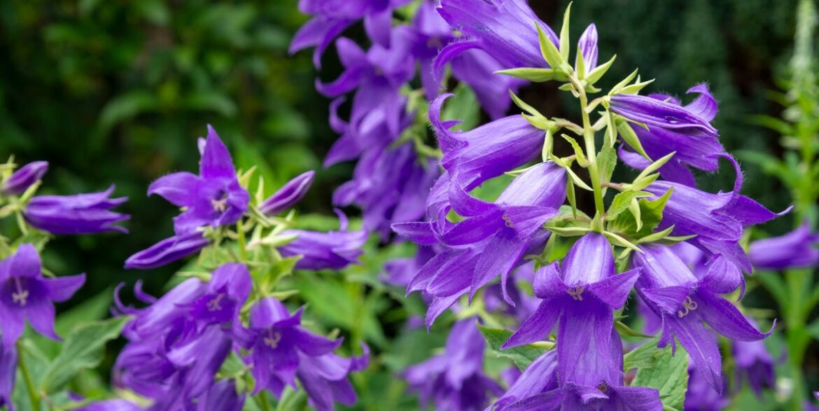 3 Best Fast-Spreading Plants For Filling Empty Garden Spaces Quickly 3 Best Fast-Spreading Plants For Filling Empty Garden Spaces Quickly
