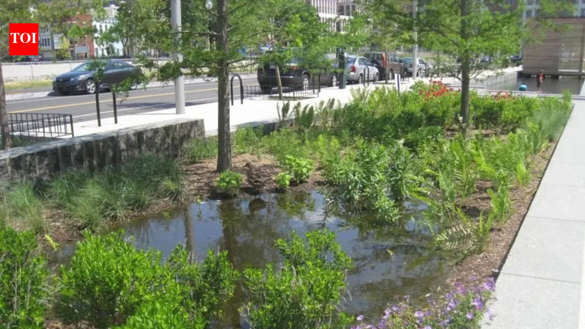 The secret to a rain garden that looks like a designer bed, not a swamp |