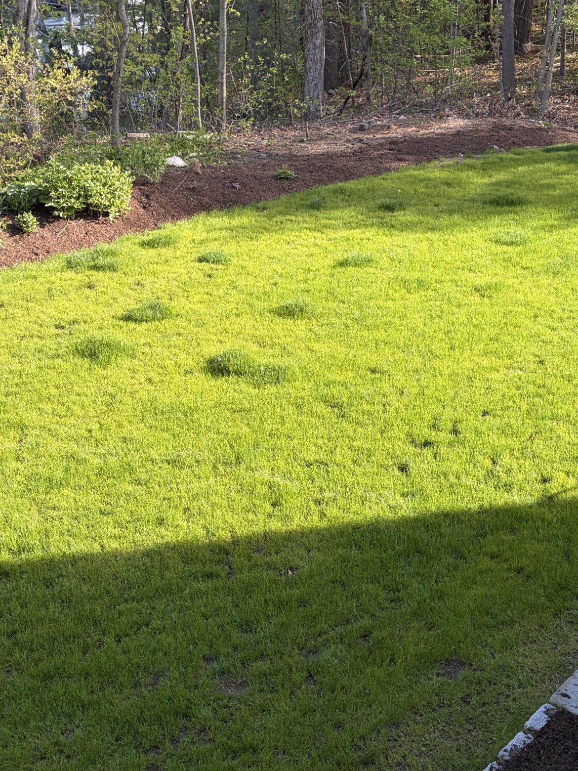 Hydro seeded last Fall
