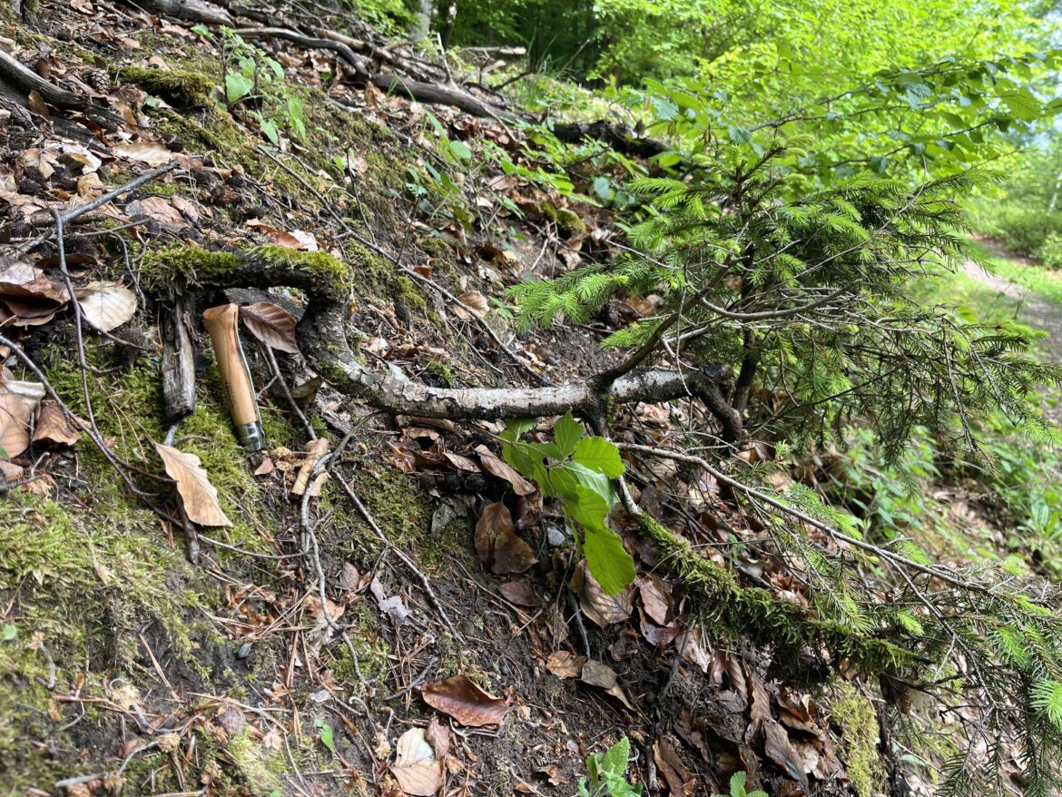 Yamadori Picea abies