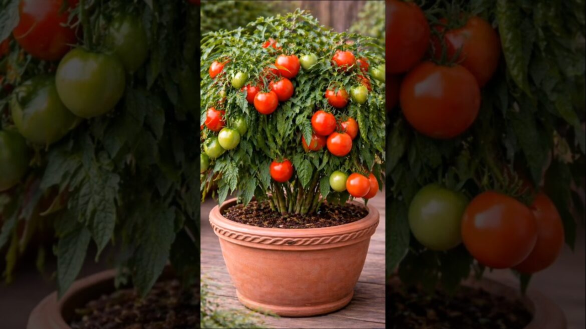 🍅 Giant Tomato Plant in a Pot 😱🌿 | Balcony Gardening Magic! #shorts