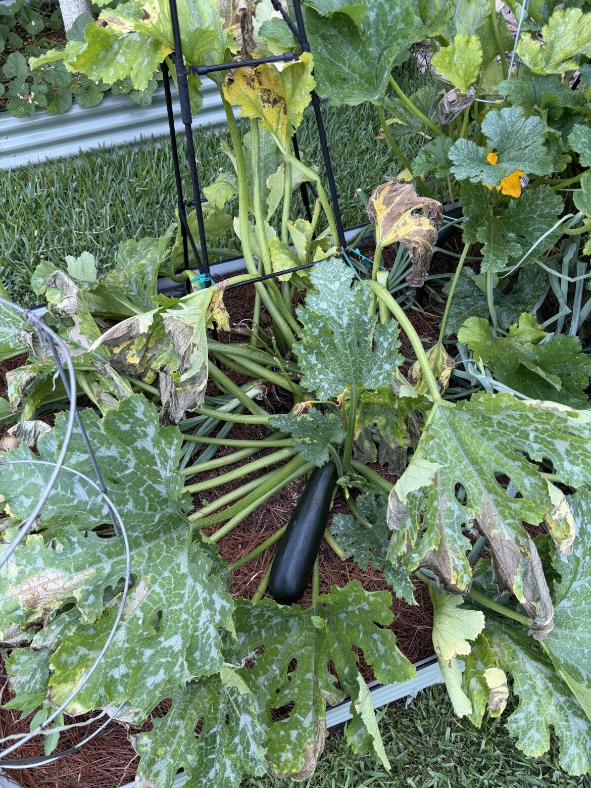 What the heck happened to my zucchini What the heck happened to my zucchini