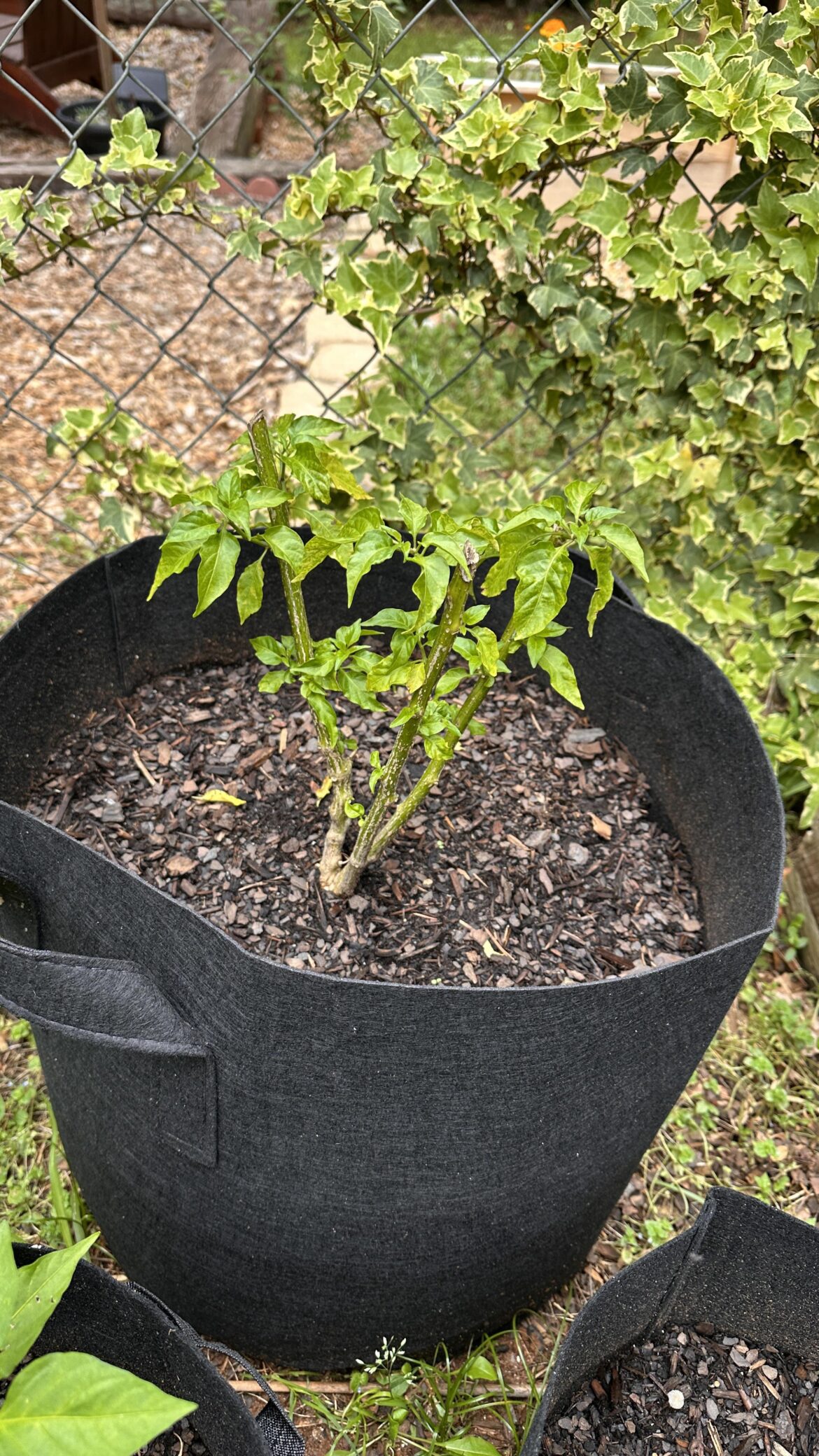 Ghost pepper, second year of growth