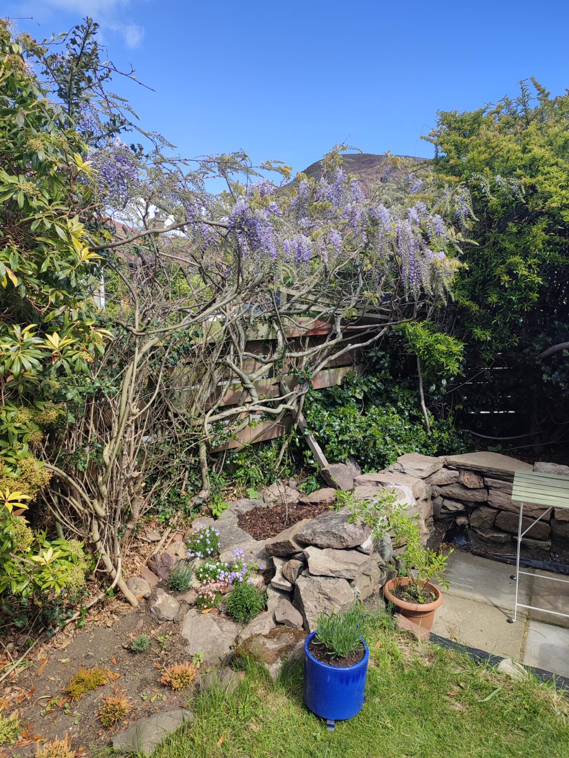 Due To The Surprising Lack Of Wisteria Images...