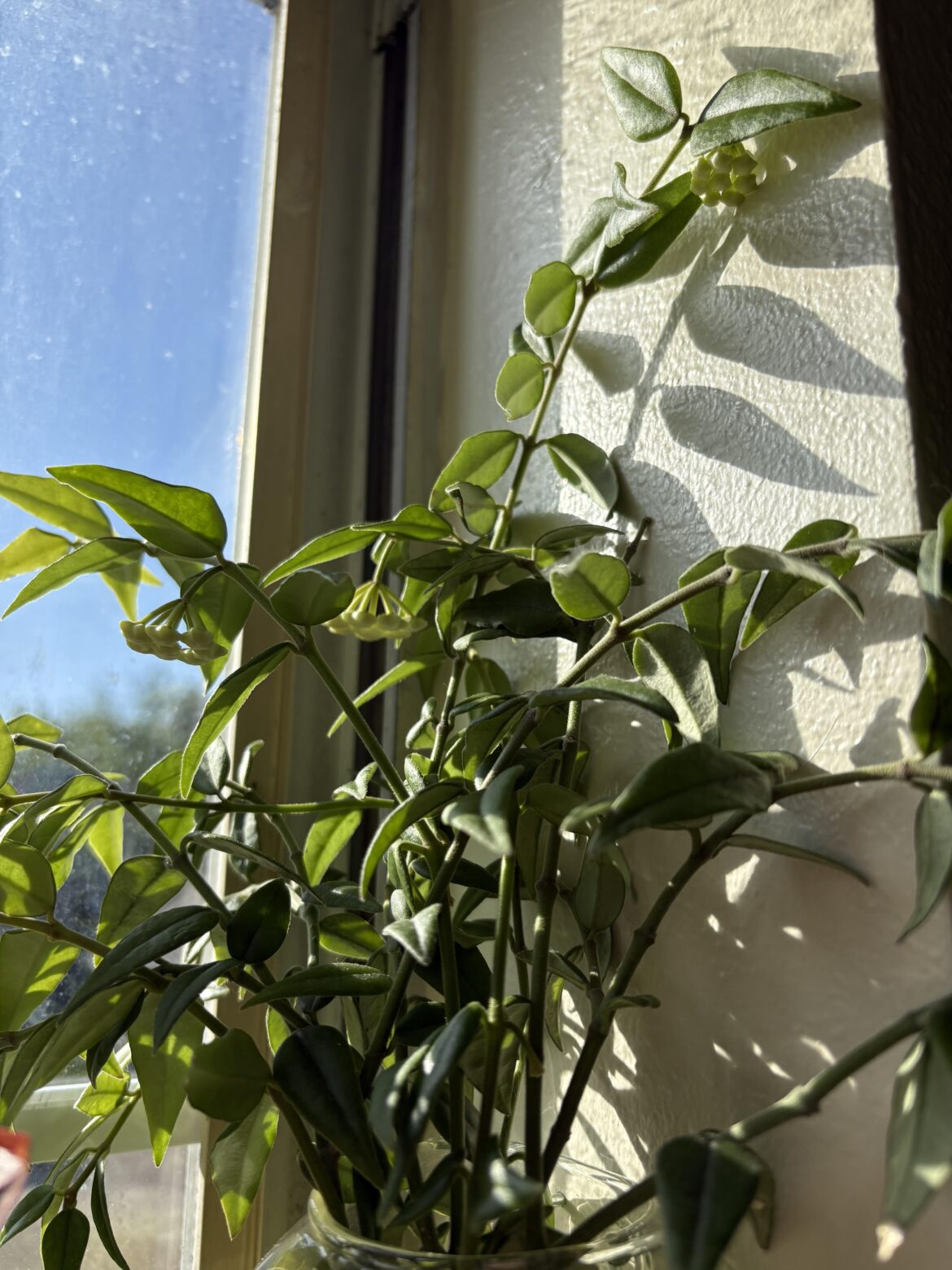 Impatiently waiting for my Bella to bloom 🥲