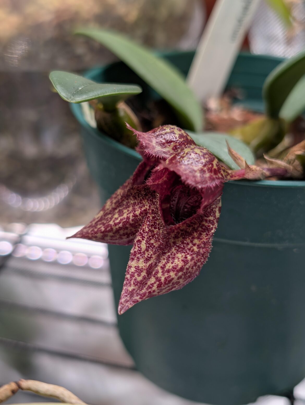 New Boot Goofin' | Bulbophyllum Frostii Fresh Blooms