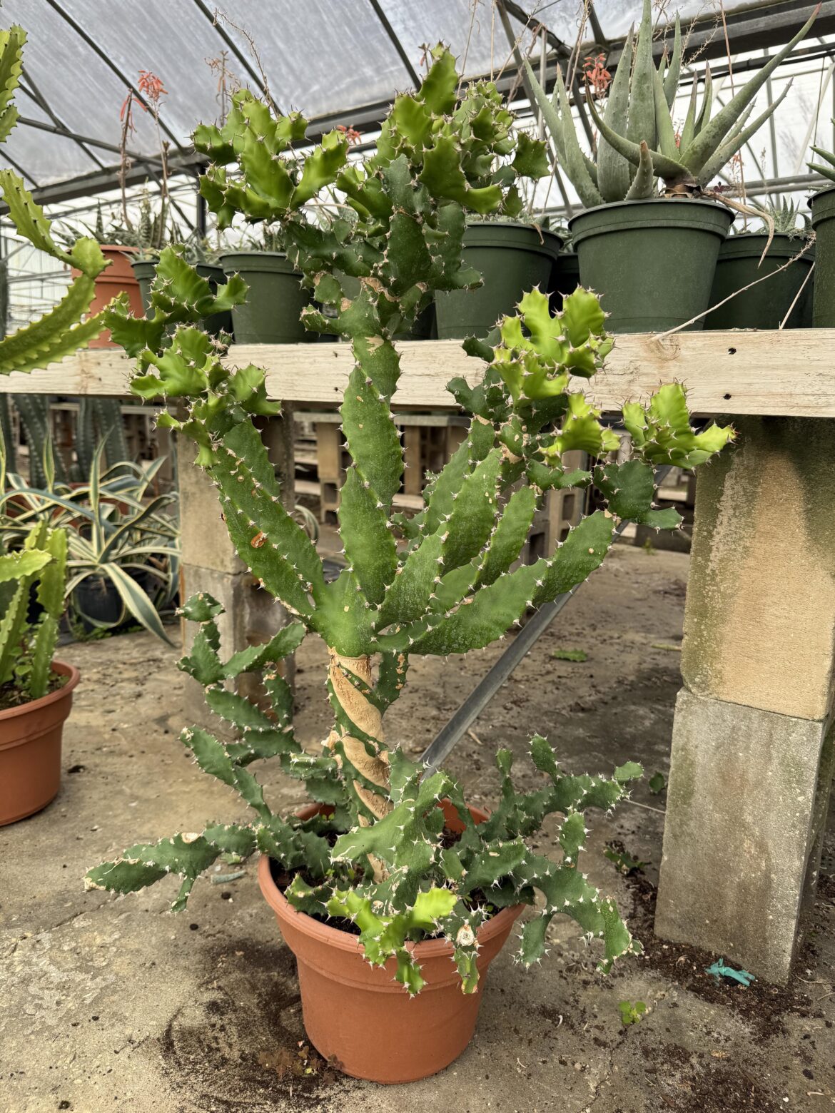 New plant
