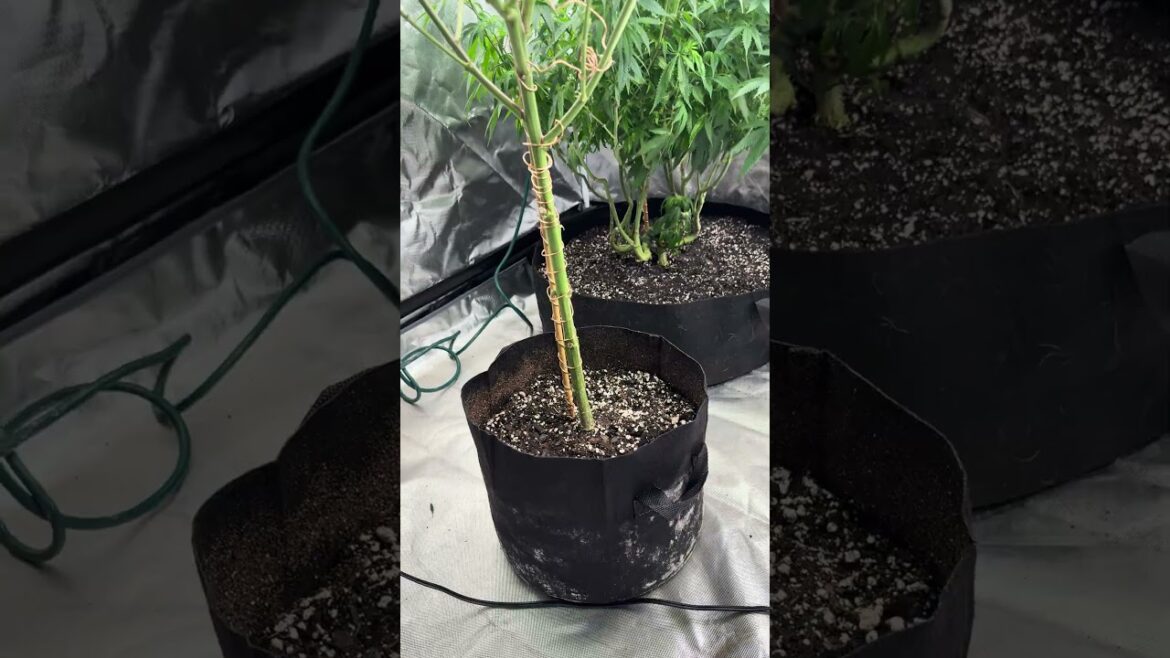 New set up! #garden #plants #viral #shorts
