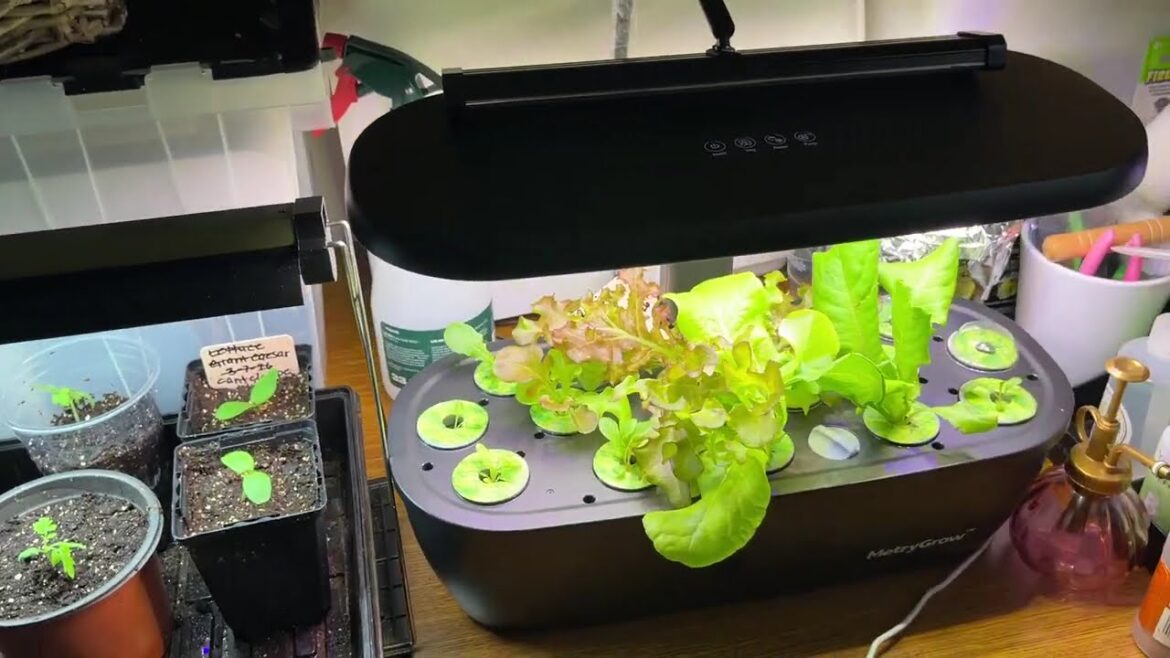 Hydroponics | Easy Rainwater Collection | Succession Plants | May Garden Week 2 Hydroponics | Easy Rainwater Collection | Succession Plants | May Garden Week 2