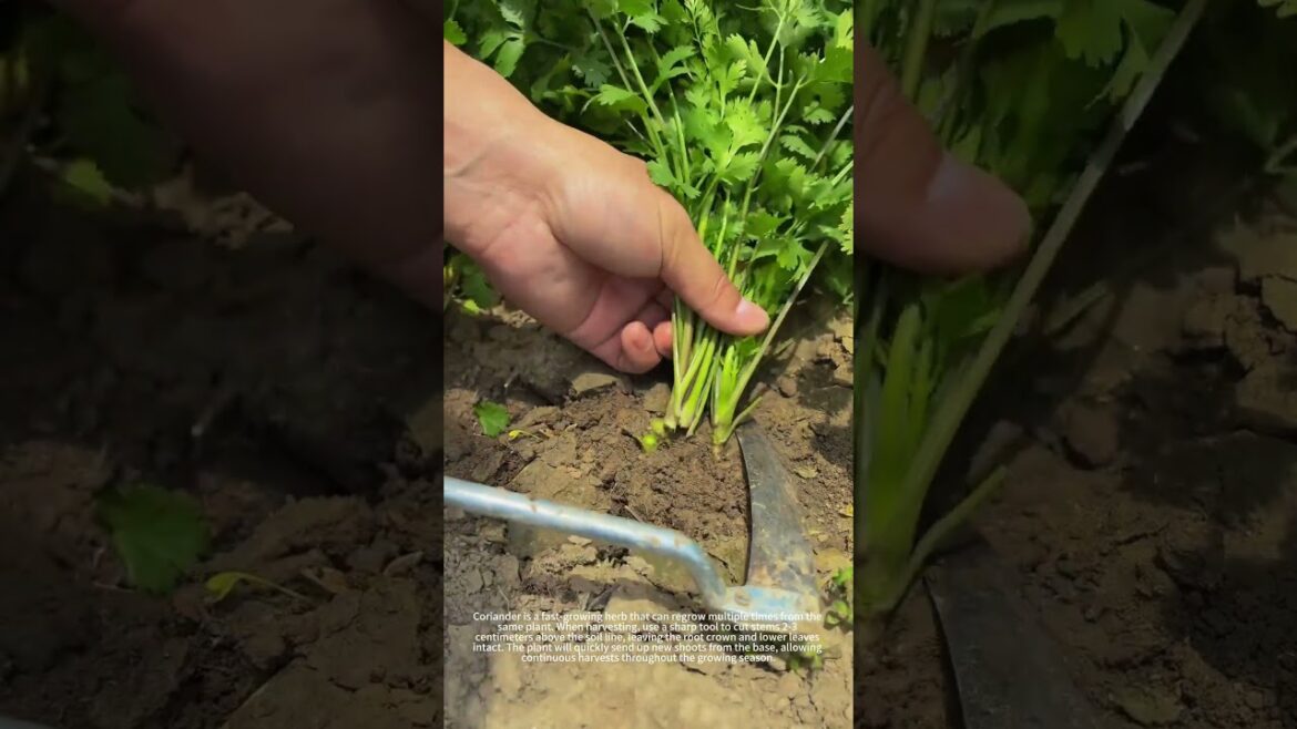 Coriander: It Regrows After Cutting🌱 Coriander: It Regrows After Cutting🌱