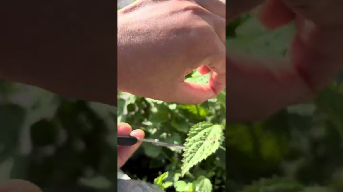 harvesting stinging nettle leaf #forageharvest #gardening #satisfying harvesting stinging nettle leaf #forageharvest #gardening #satisfying