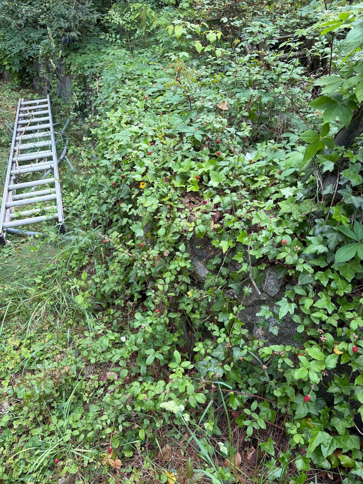 Transplanting blackberries Transplanting blackberries