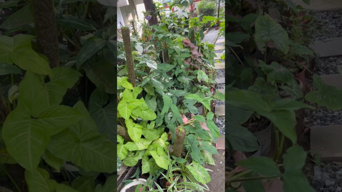 Grow Syngoniums on moss pole #gardeningshorts #syngoniumpink #gardeningtips gardeningshorts #shorts