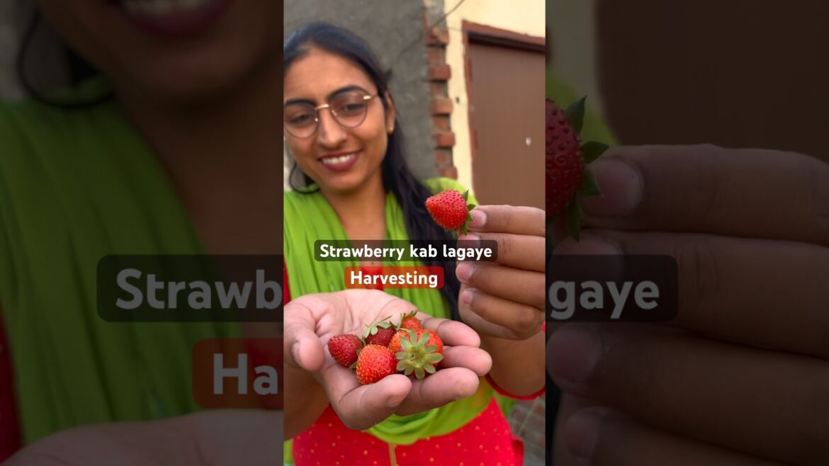 Strawberry kab lagaye #strawberry #garden #harvest #fruit #gardening #shorts @OrganicGardening1918 Strawberry kab lagaye #strawberry #garden #harvest #fruit #gardening #shorts @OrganicGardening1918