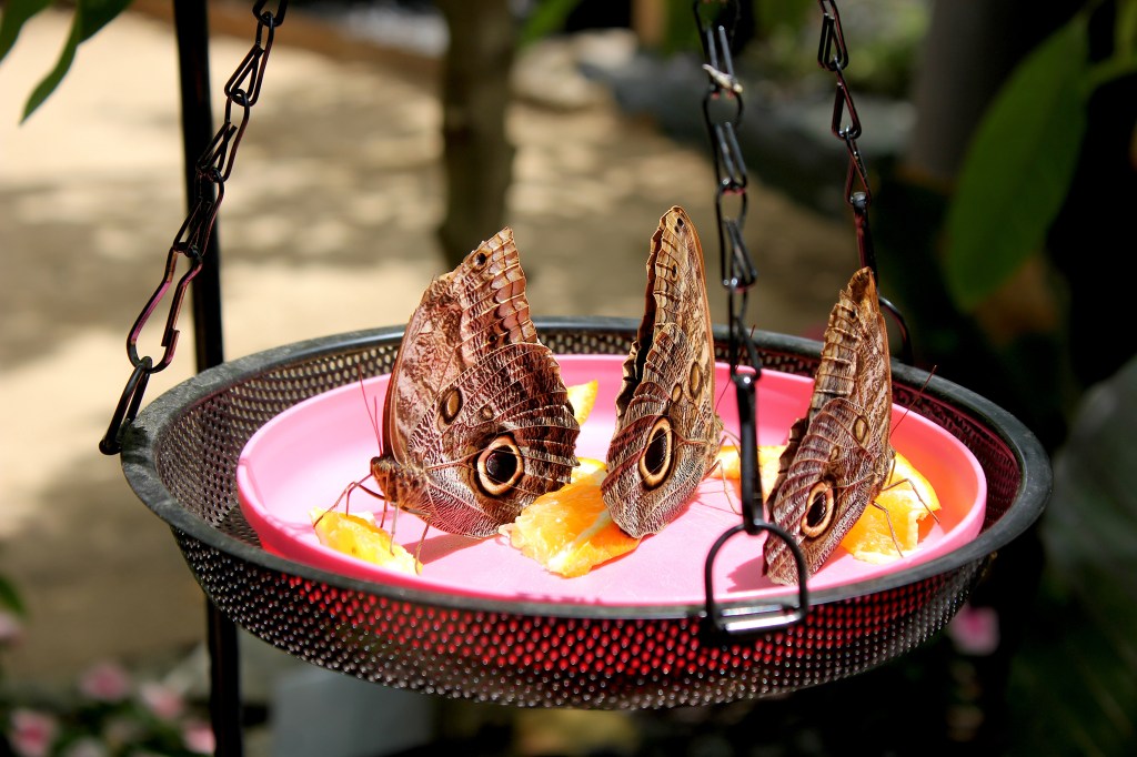 Hundreds of butterflies soar at the South Coast Botanic Garden – Daily Breeze Hundreds of butterflies soar at the South Coast Botanic Garden – Daily Breeze