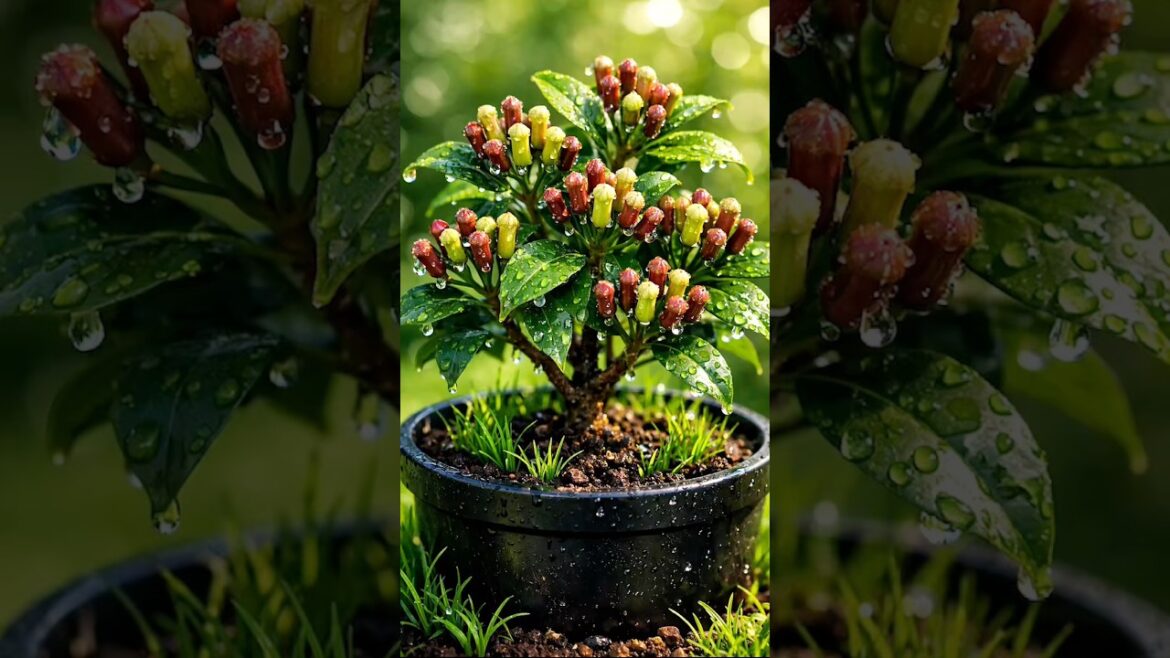 How to grow Cloves in Banana at home #shortvideo #shorts #plantcare #trending #recommended #viral