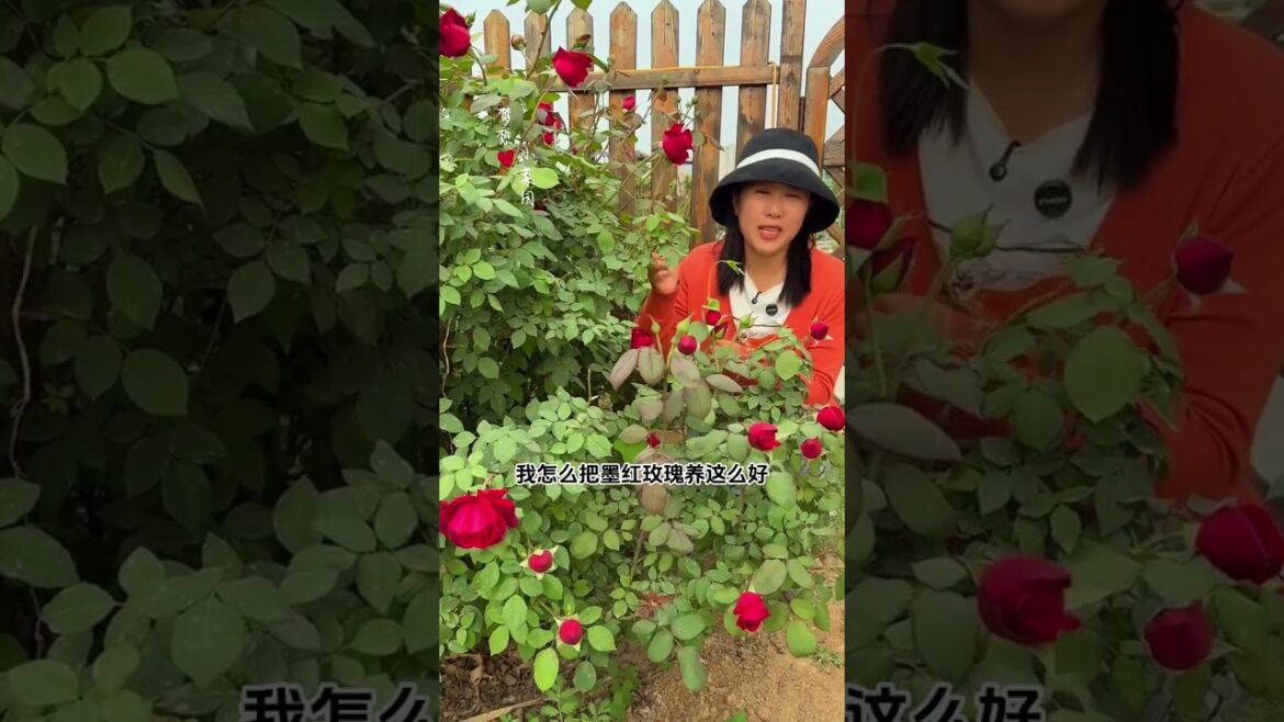 Title: Revolutionize Your Garden: Grow Edible Dark Red Roses