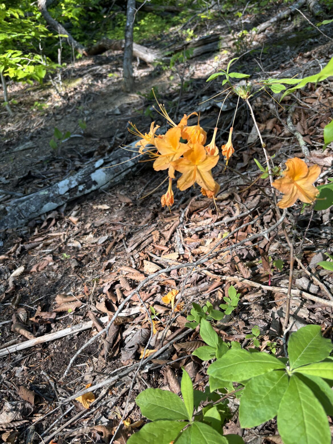 What is this plant? (Eastern Kentucky)