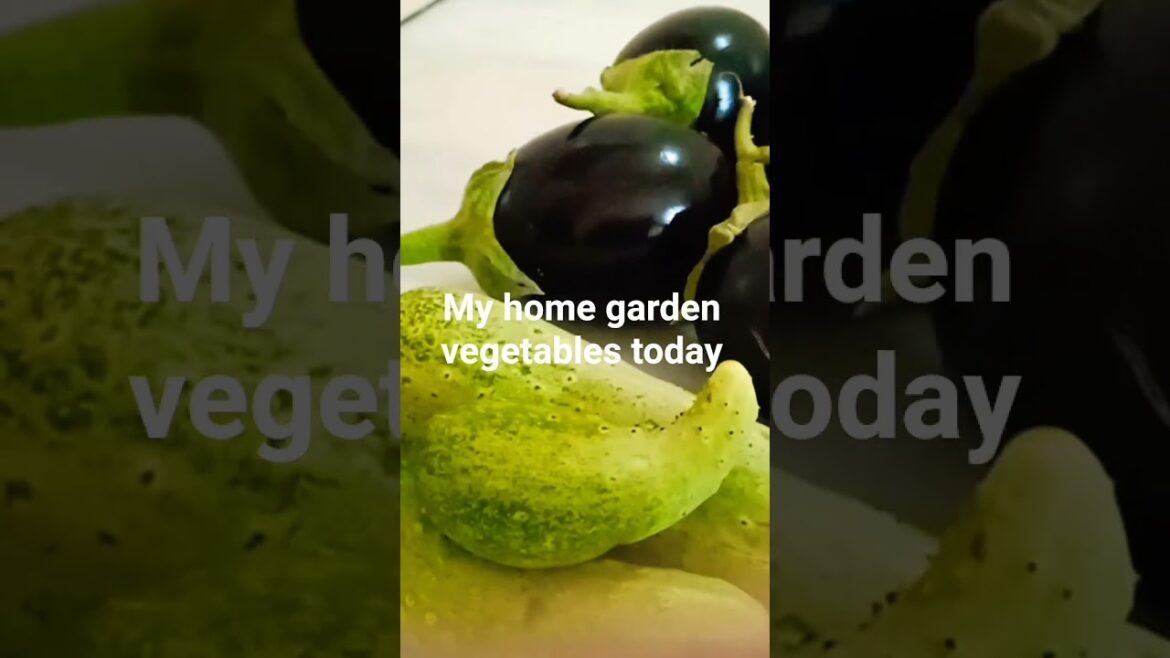 My home garden vegetables today #delicioustravelandtreatsnaps #viral My home garden vegetables today #delicioustravelandtreatsnaps #viral