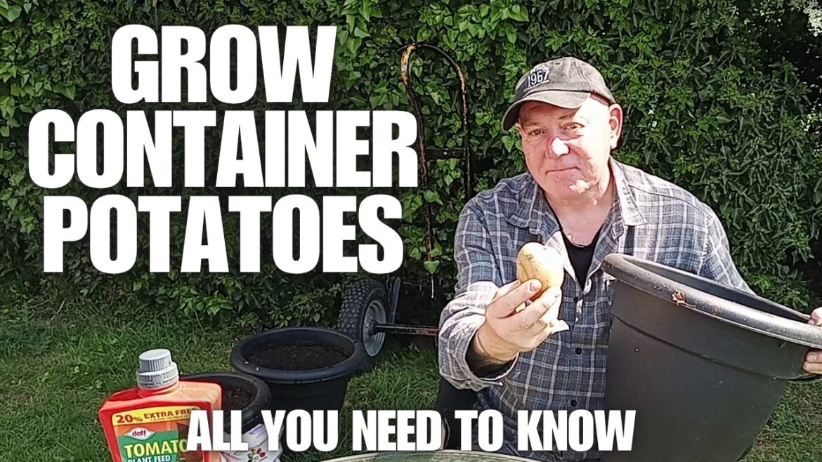 How To Grow Container Potatoes [Container Gardening ]