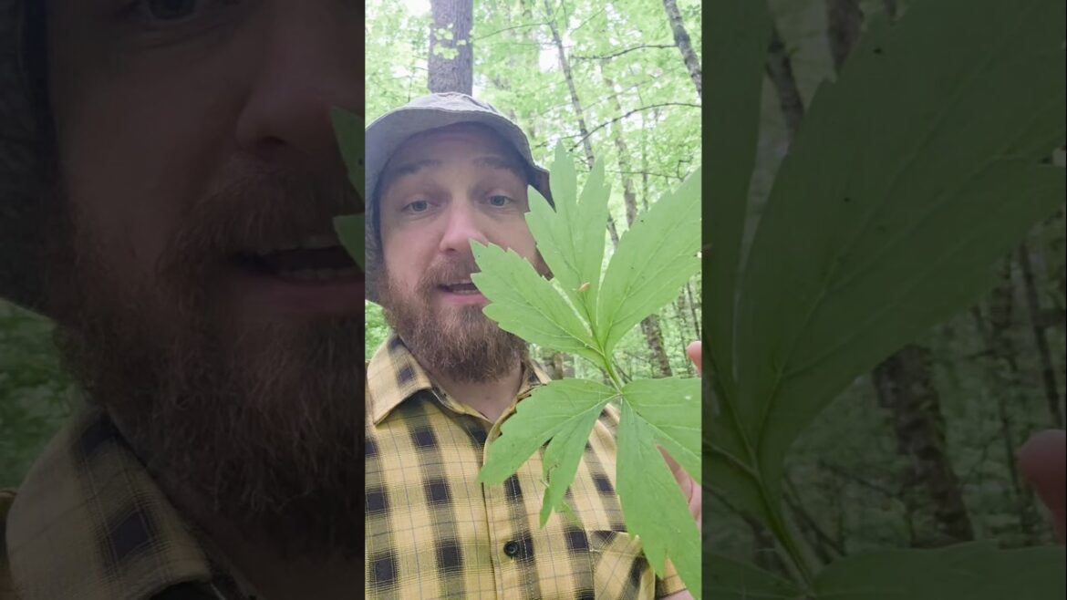 Top 7 Edible Wild Plants under a minute Pacific Northwest Rainforest-Springtime. Primitive Foraging.