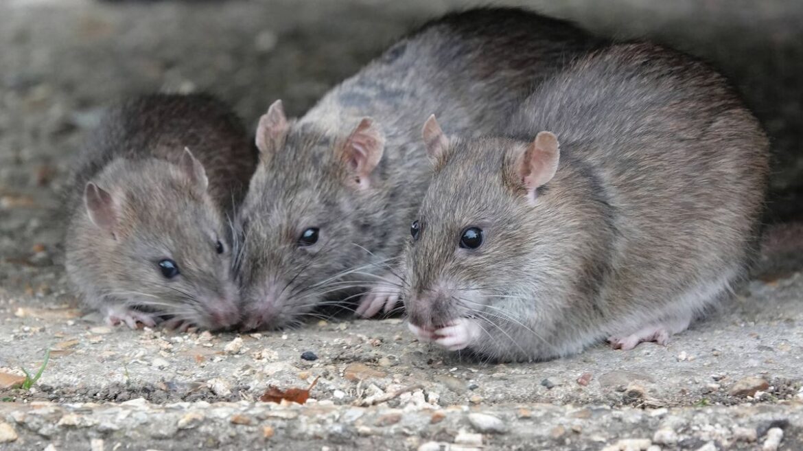 Rats and mice won’t enter your garden this spring if you place 22p item outside Daily Mirror