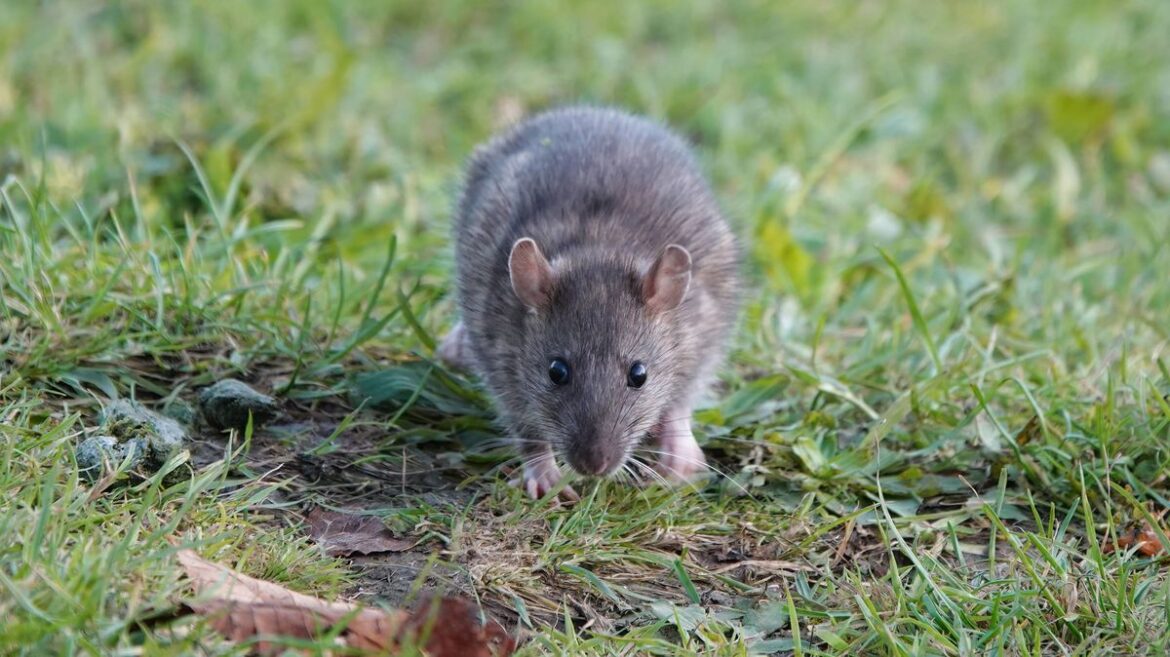 Rats and mice will scurry away from your garden if you put 22p item outside Wales Online