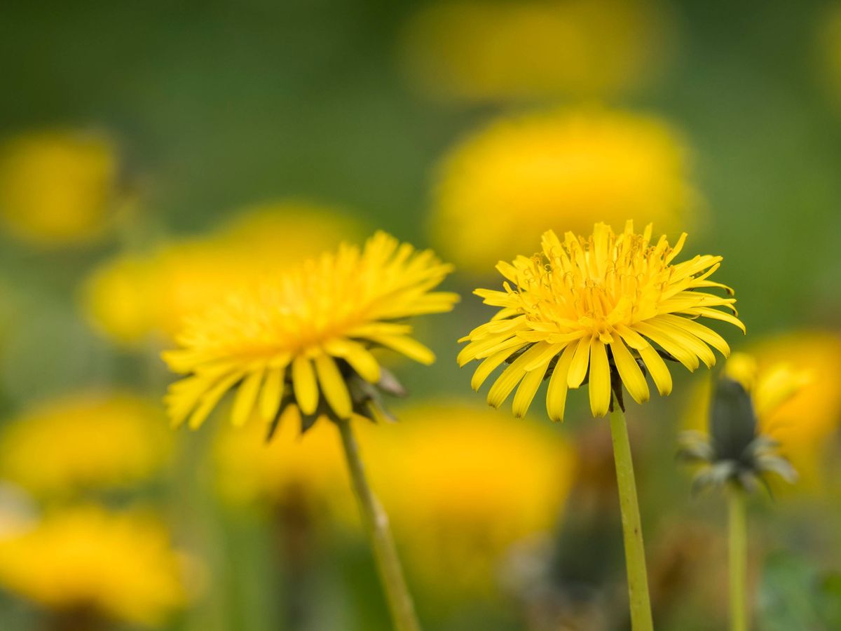 Some dandelion (Taraxacum officinale) flowers in the foreground on a background of more flowers in