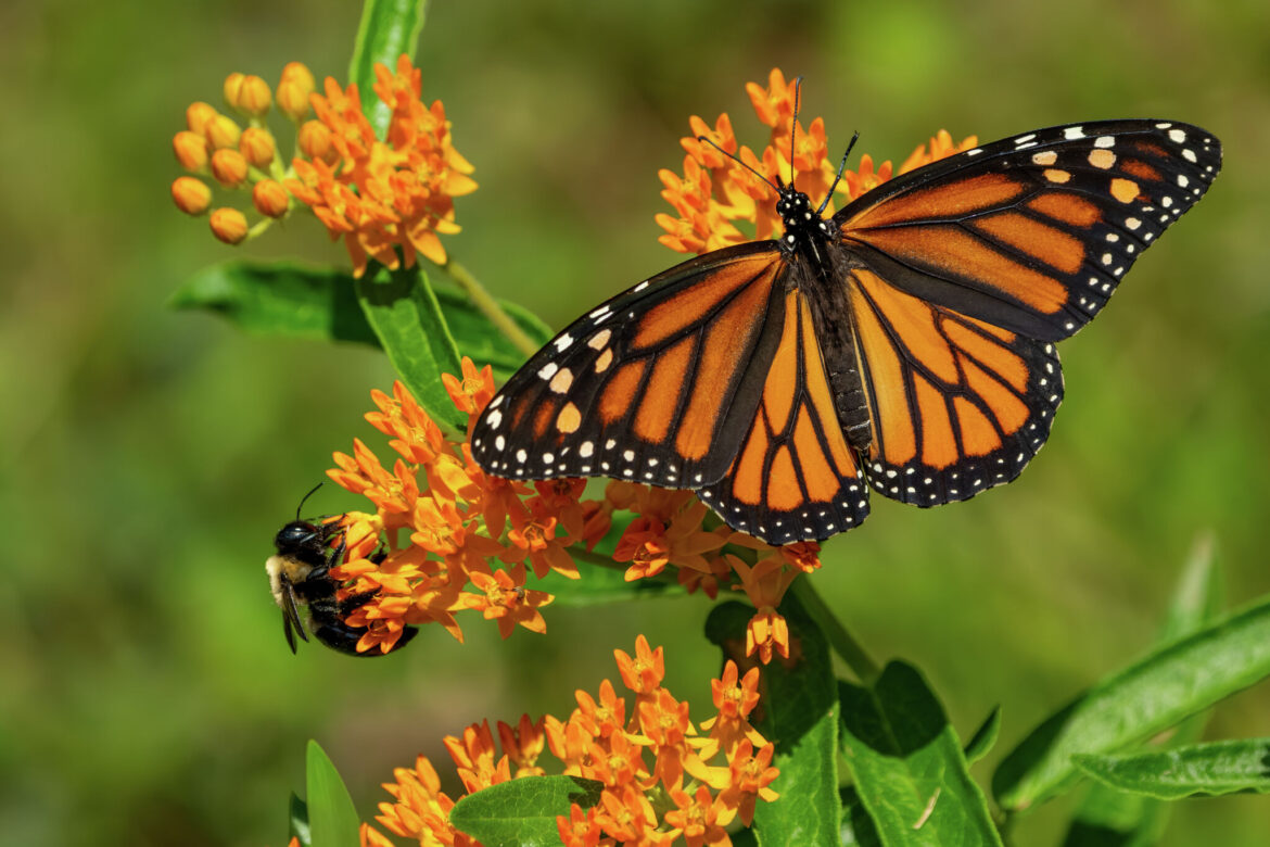 Native plants help Michigan gardens manage stormwater Native plants help Michigan gardens manage stormwater