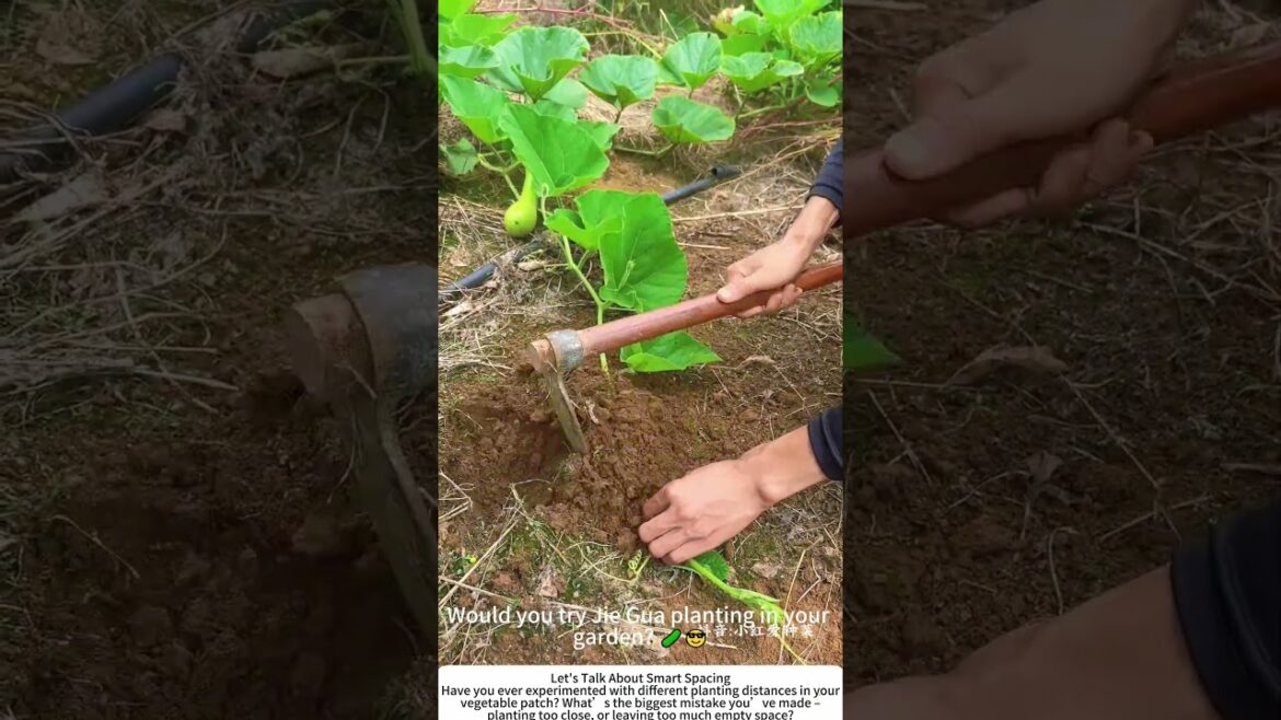 Jie Gua Seedling‑Spacing – A Traditional Vegetable Planting Technique 🌱