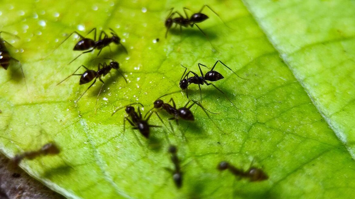 Ants ‘can’t stand the smell of’ 66p spice when sprinkled over lawn Daily Mirror
