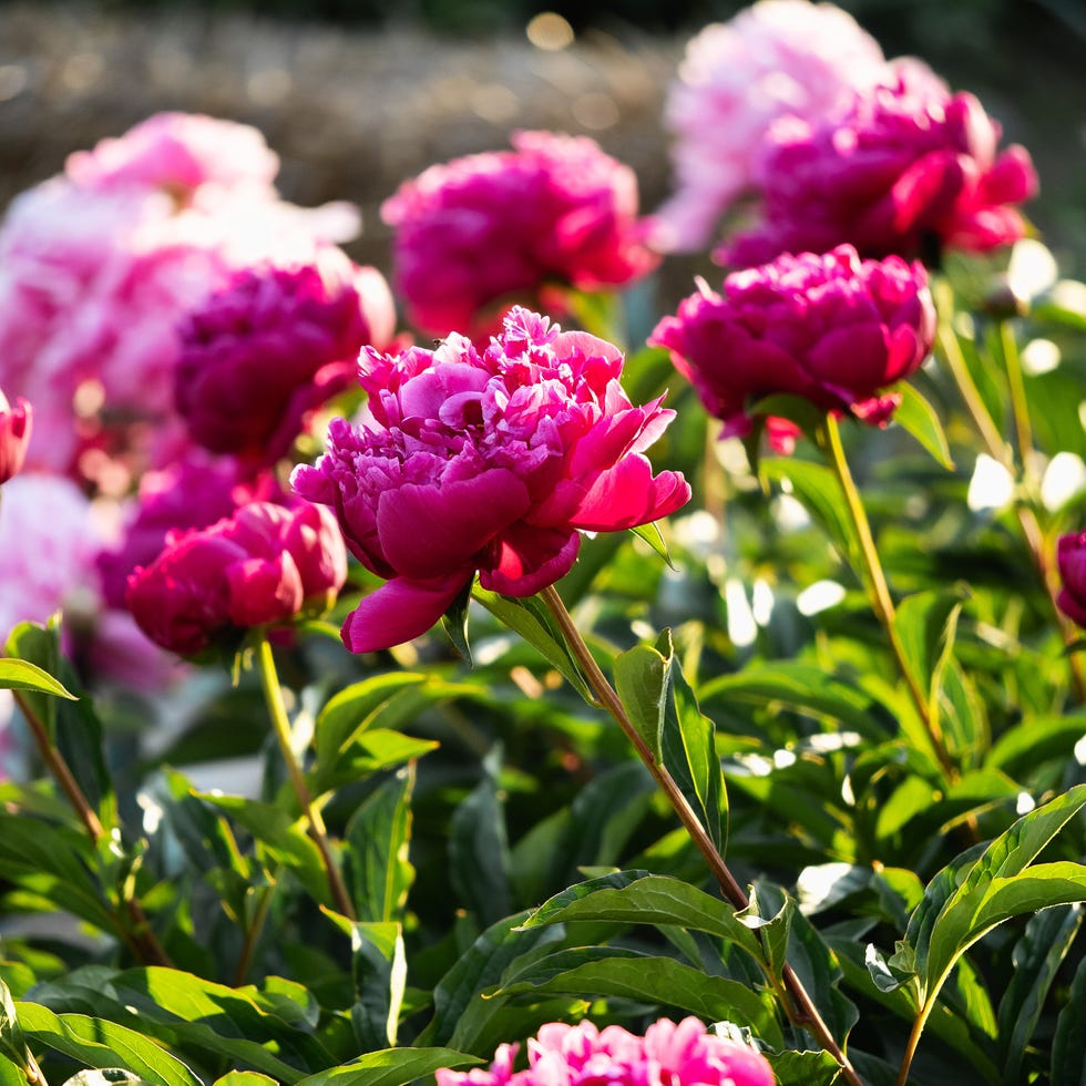 bright peonies in flowerbed at sunny day