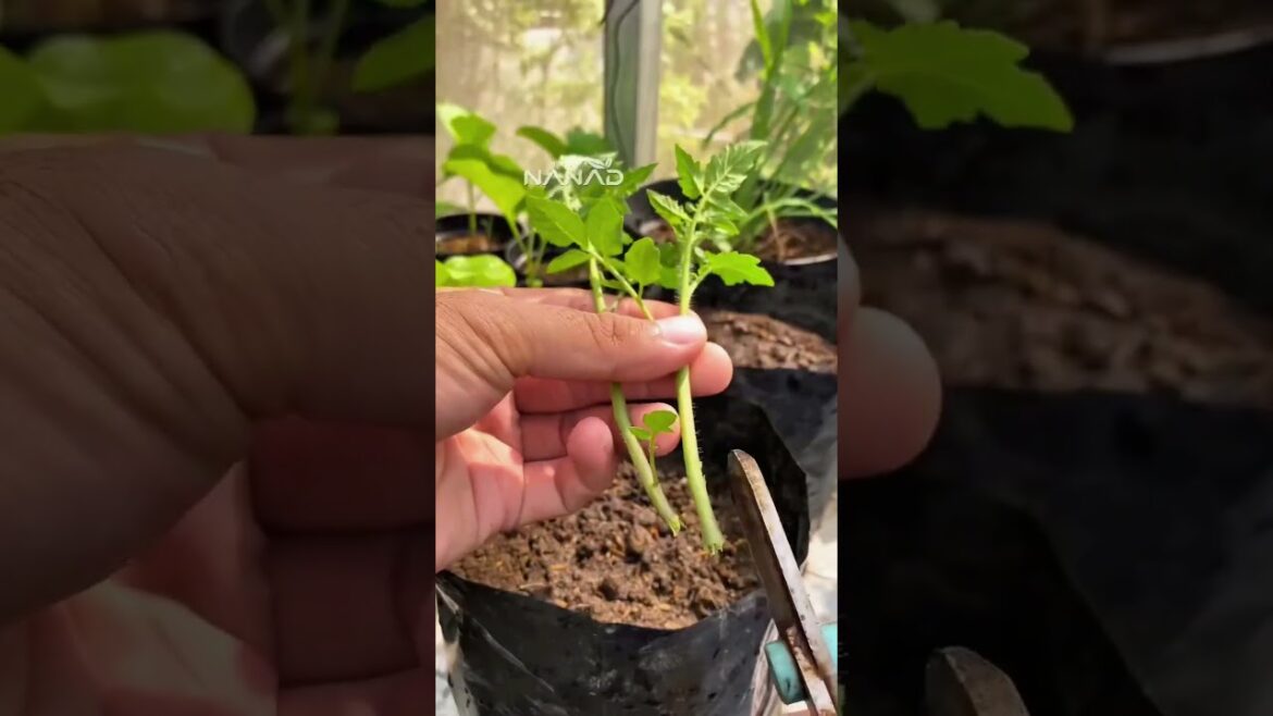 π
Turn Tomato Suckers into FREE Plants! #Shorts #Gardening π
Turn Tomato Suckers into FREE Plants! #Shorts #Gardening