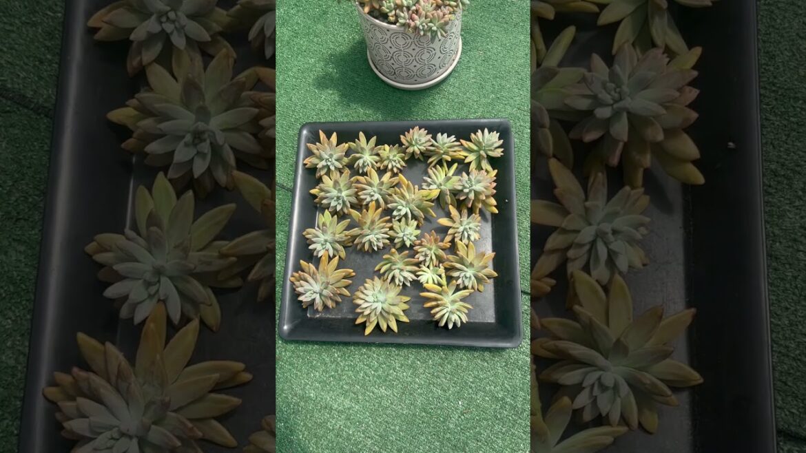 Propagando suculentas #love #succulents #plants #shorts  #garden #tips