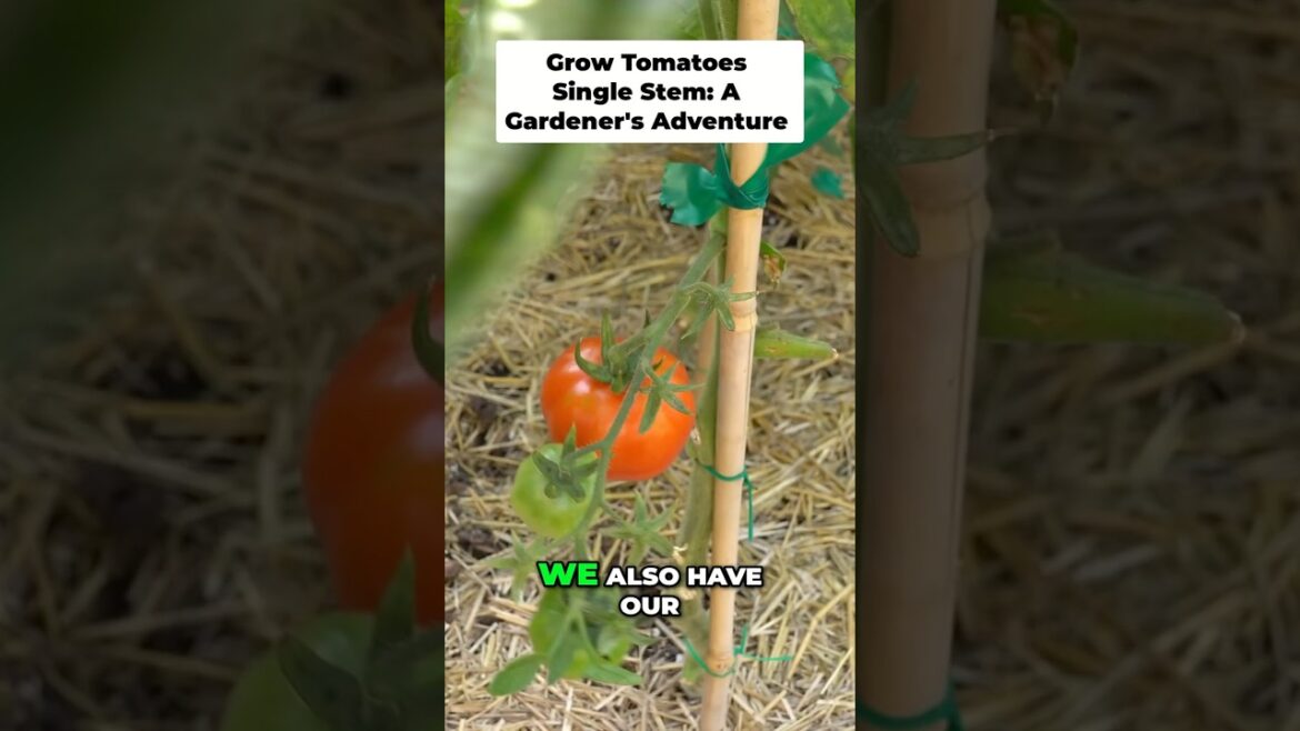 Grow More Tomatoes in Less Space! 🍅🏡
