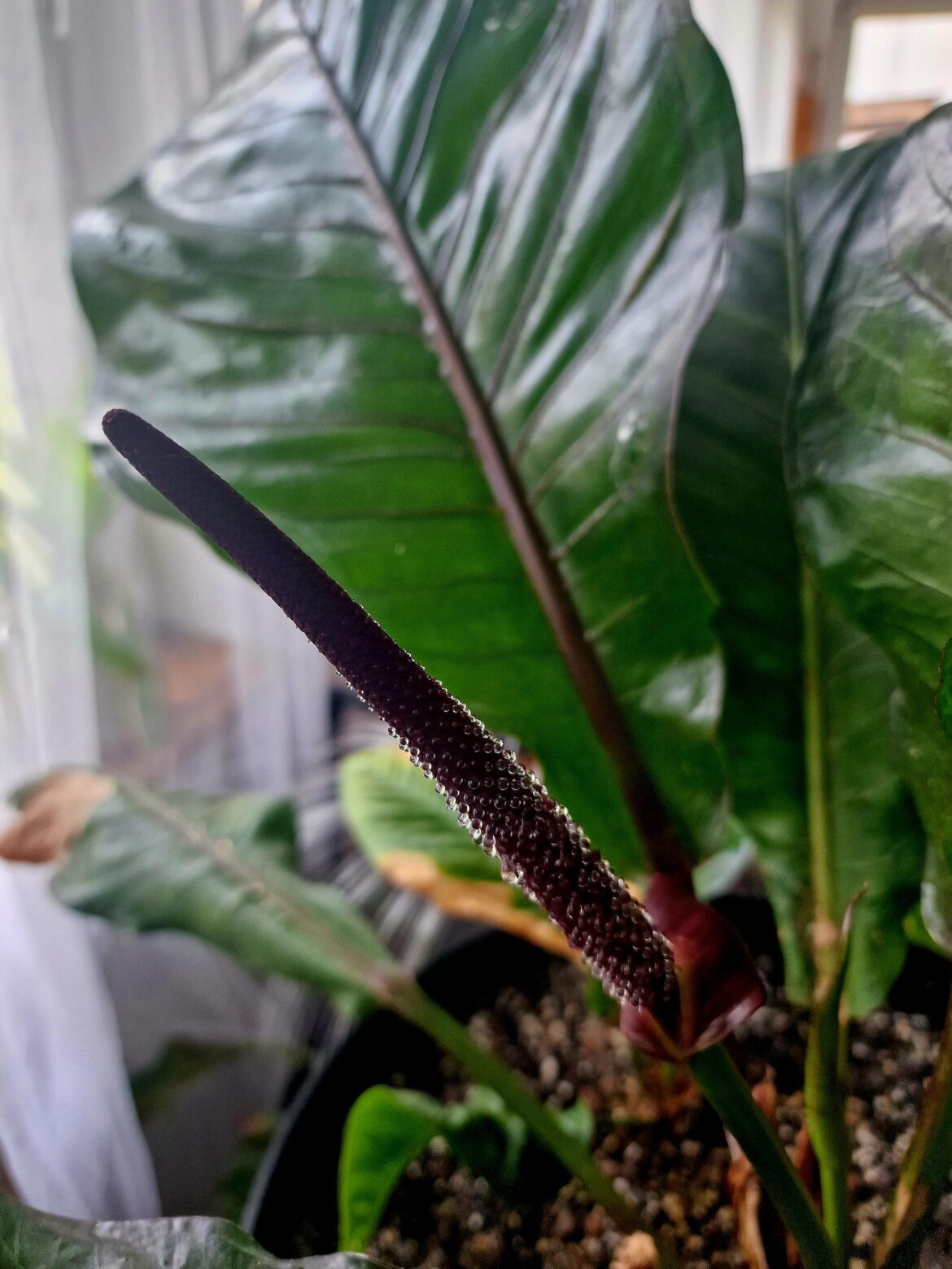 Anthurium Hookeri Black infloresence