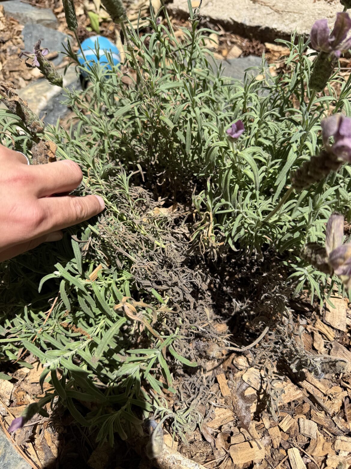 Lavender is dying