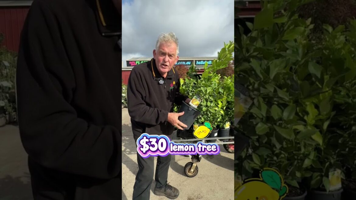 FREE $30 Lemon Tree Offer Ends Sunday 5PM 🍋