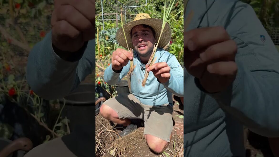 Your lemongrass needs a machete…
