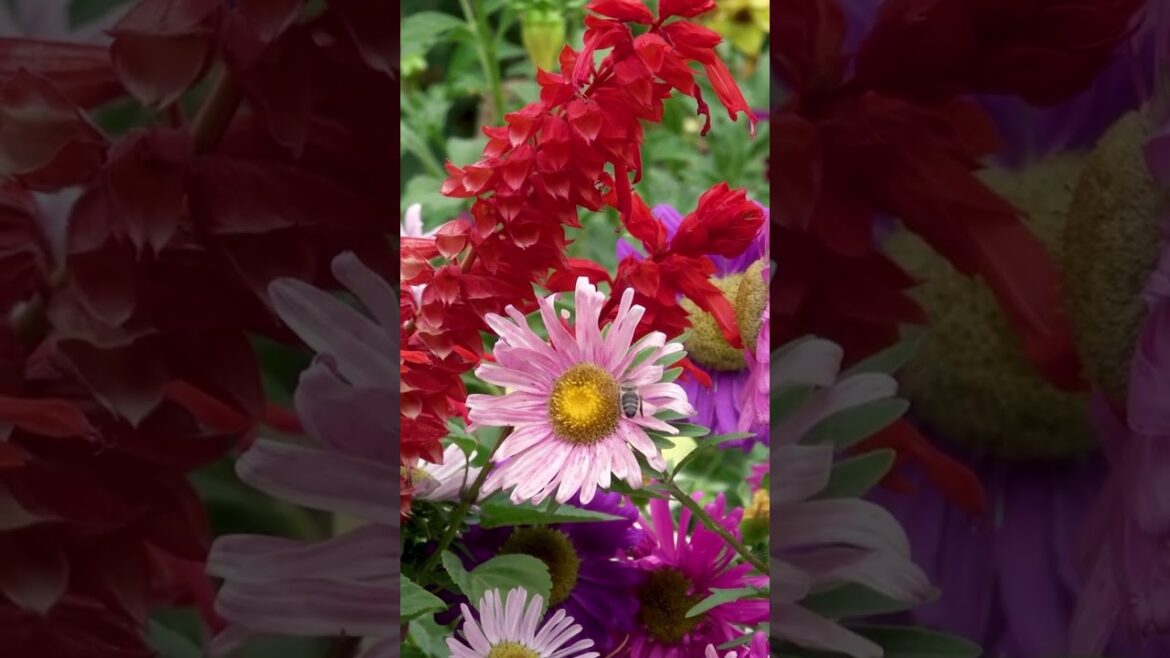 12 Pro Tips to Keep Your Plants Blooming Continuously & Longer #gardeningtips #shorts