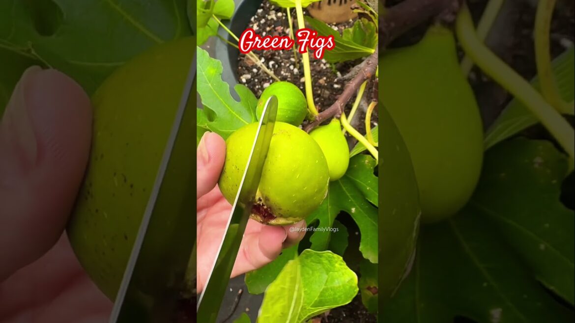Fruit cutting Figs 😱 #shorts #satisfying  #fruit #enjoy #garden