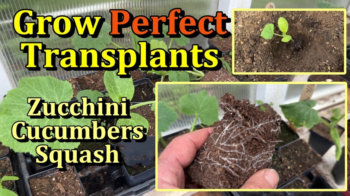 Gary Pilarchik: How to Grow & Plant the Perfect Zucchini, Cucumber, & Squash Transplant How to Grow & Plant the Perfect Zucchini, Cucumber, & Squash Transplant