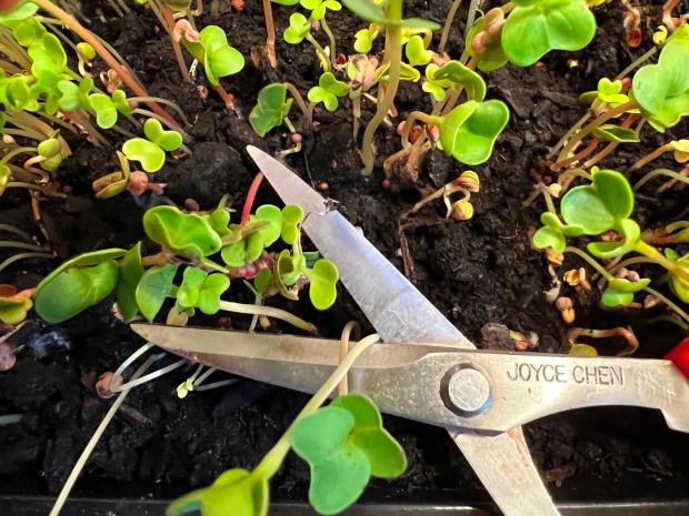 Indoor-grown microgreens are harvested on Long Island, N.Y., on Jan. 29, 2024. (Jessica Damiano via AP)
