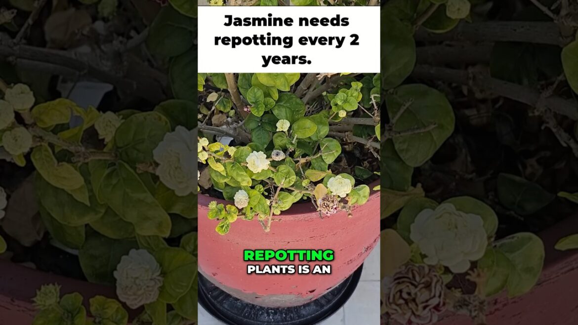 California Gardening: How to Repot Jasmine for Better Blooms! ๐ธโ๏ธ How to Repot Jasmine for Better Blooms! ๐ธโ๏ธ
